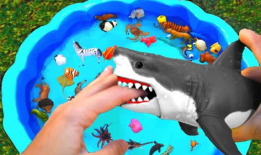 海洋动物视频,揭秘神秘海洋生物的精彩瞬间